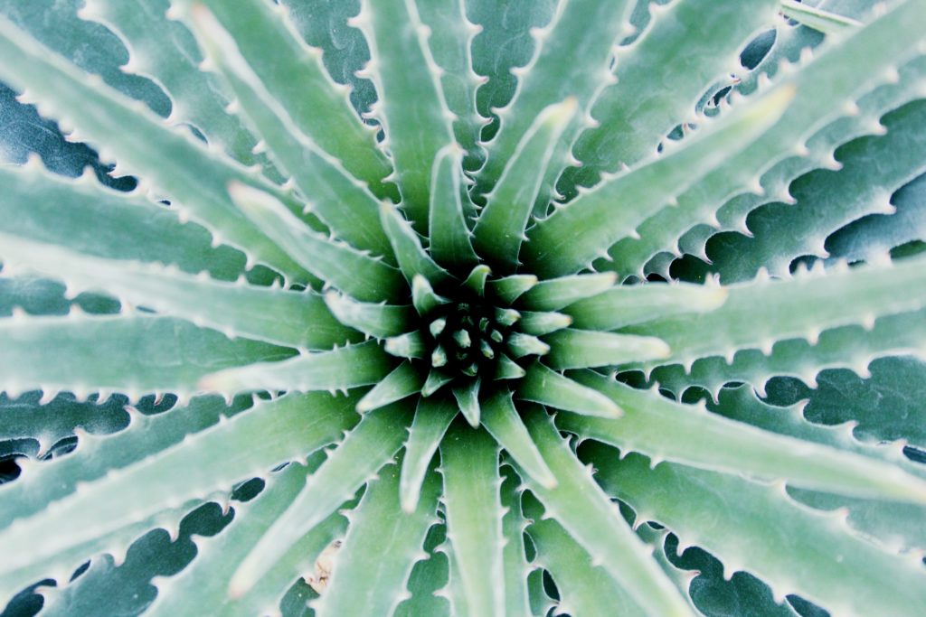 Aloe vera best indoor plant