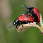 The horniest animals in the world (aren’t humans)