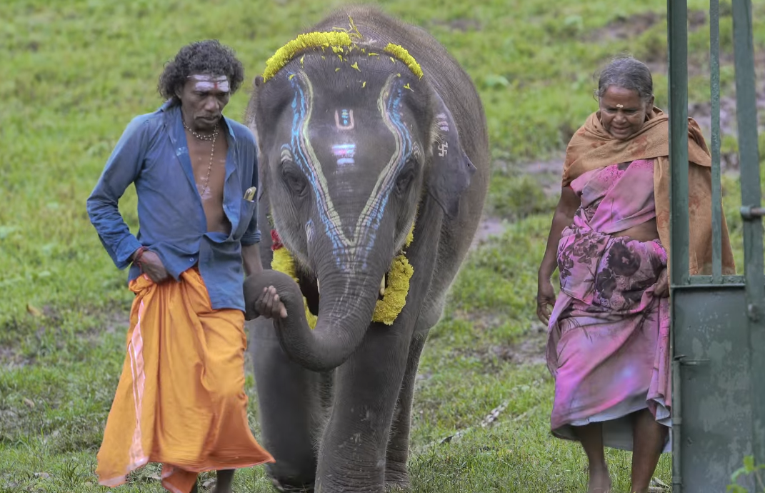 The Elephant Whisperers