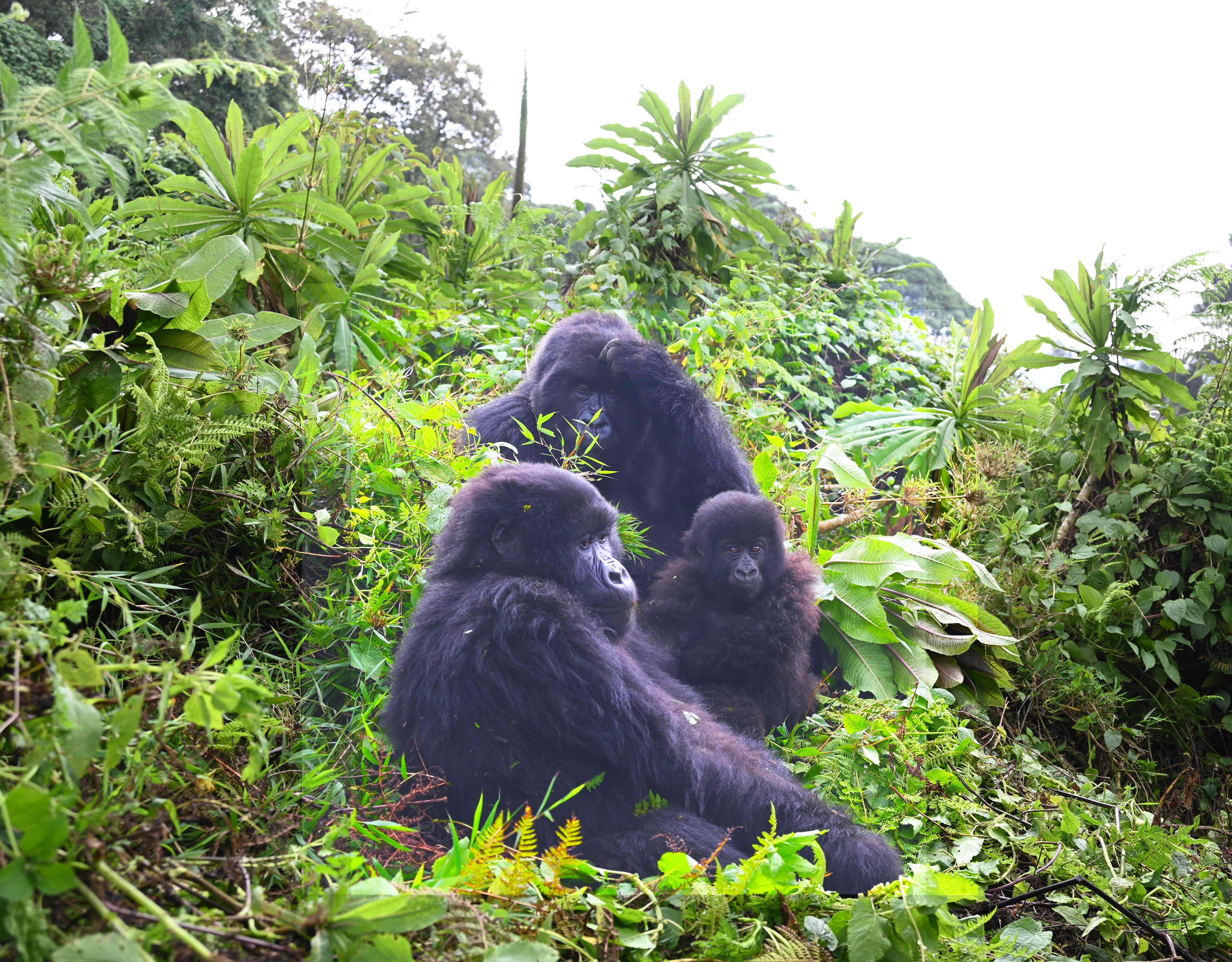 safari holiday with kids