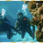 Dive with the sharks and explore historic ship wrecks at these 9 scuba diving sites